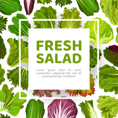 Wall Mural - Fresh Salad Leaves Design with Green Vegetables Vector Template