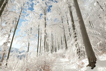 Wall Mural - Path through the winter forest among beech trees covered with fresh snow