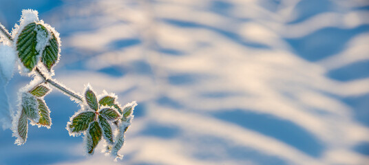 Wall Mural - winter snowy background with frozen plant