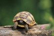 © ASLI - a baby turtle on a branch