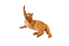 Red Fluffy Cat Isolated On Transparent Background Png. The Cat Stretches Its Paw Up. Mockup Cat For Packaging Design, Postcards