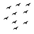 silhouettes of flying group birds