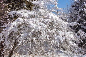 Wall Mural - New Snow covers the park and the surrounding area in Wisconsin