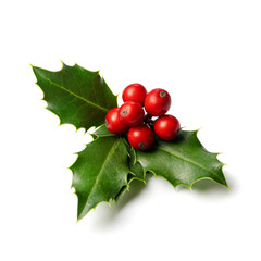 Wall Mural - christmas holly with red berries.