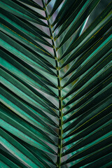  green palm tree leaves in summertime , green background