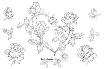 Wall Mural - Graphic roses. Floral composition. Roses. Vector colors. Heart of roses. 