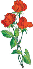 Wall Mural - Bright red roses. Flower arrangement. Roses. Vector red roses. 