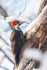 Sticker - pileated woodpecker (Dryocopus pileatus) in winter