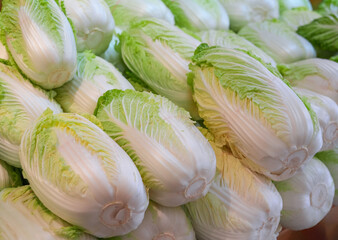 Wall Mural - Stacking Chinese cabbage in pile in harvest season