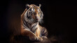 beautiful portrait of a bengal distinctive species tiger isolated on a black background