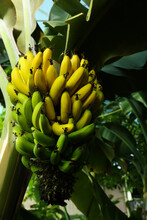 Delicious Bananas Growing On Tree Outdoors, Bottom View