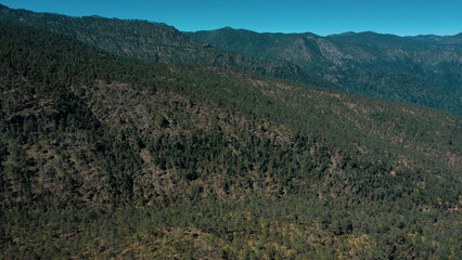 bosques de pinus hartwegii, estos bosques se encuentran en las altas montañas desde mexico hasta gua