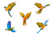 Set of Macaw parrot flying isolated on transparent background png file