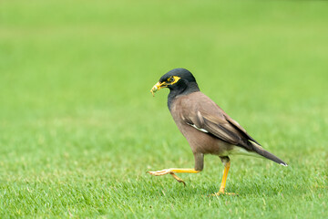 Wall Mural - Beautiful common myna or Indian myna (Acridotheres tristis) walking in green grass