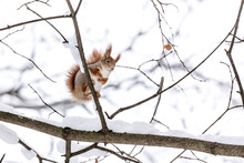 Small Red Squirrel Is Sitting High On The Tree Branch At Winter