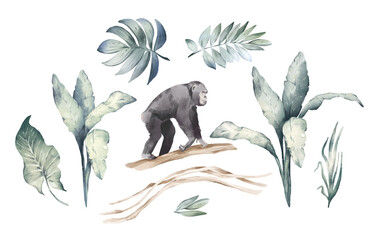 Watercolor hand drawn set, colorful illustration of tropical palm leaves, chimpanzee animal. Exotic green leaves, liana, branch isolated on white background. Collection of floral jungle tree elements.