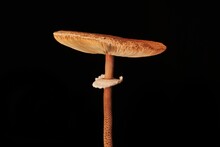 Macrolepiota Procera Parasol Mushroom Isolated On Black Background, Brown Mushroom With Big Cap
