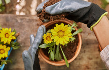 Gardening, Flower And Pot Plant With Woman Hands Holding Dirt Or Soil Planting Yellow Treasure Flowers Outdoor In Backyard For Hobby Or Earth Day. Female Gardener Potting Plants In Nature For Spring