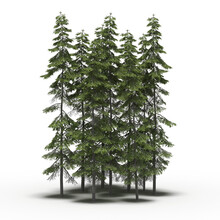 Group Of Trees With A Shadow Under It, Isolated On A Transparent Background, 3D Illustration, Cg Render
