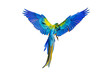 Colorful feathers on the back of macaw parrot isolated on transparent background png file 