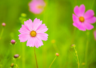 Wall Mural - Beautiful cosmos  flower in the field, outdoor  Chiangmai Thailand