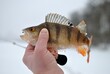 Winter fishing with ice fishing for perch
