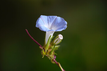 Wall Mural - Wild Japanese morning glory flowers (Ipomoea nil) is a species of Ipomoea morning glory known by several common names, including picotee morning glory, ivy morning glory. Selective focus