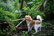 森の中のキャバチワ Dog in tropical jungle