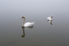 Two Swans Swimming In Foggy Lake