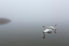 Two Swans Swimming In Foggy Lake
