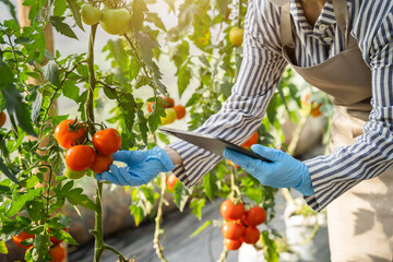 Agriculture uses production control tablets to monitor quality vegetables and tomato at greenhouse. Smart farmer using a technology for studying.