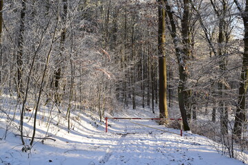 Wall Mural - gesperrter Waldweg im Schnee