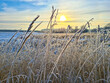 Winter landscape: grass in the snow against a beautiful sky. Winter nature.