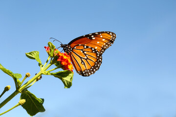 Wall Mural - Beautiful orange Monarch butterfly on plant outdoors