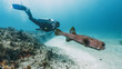 © Juanmarcos - diver observing a massive puffer fish