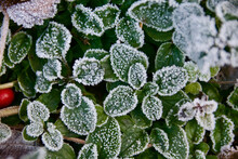 Oregano - Frosted Leaves