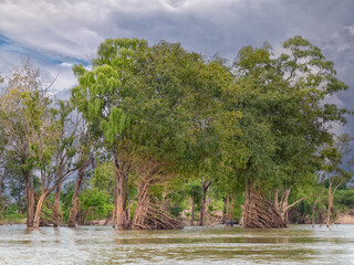 Sticker - Mekong