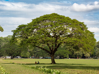 Canvas Print - Baum