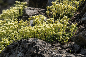 Wall Mural - Saxifraga x apiculata 'Gregor Mendel'