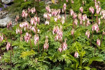 Wall Mural - Dicentra formosa subsp. oregona