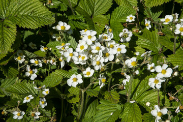 Wall Mural - Fragaria moschata or Musk strawberry