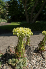 Wall Mural - Sempervivum ciliosum subsp. ciliosum -house leek