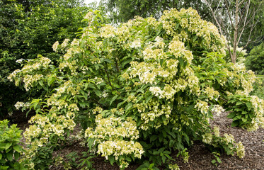 Wall Mural - Hydrangea heteromalla