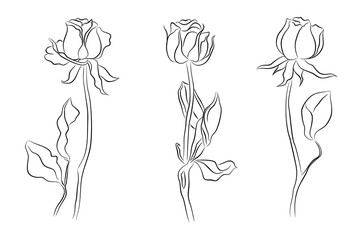 Wall Mural - Set of Rose line art drawings. June birth month flower. Hand drawn monochrome black ink sketch outline illustrations on transparent background. Perfect for tattoo, logo, jewelry, wall art design. PNG