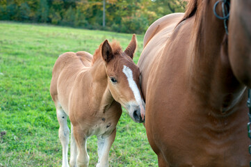 brown mare with foal in the mountains on a beautiful sunny day