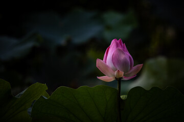 Wall Mural - Pink Lotus in the pond.
