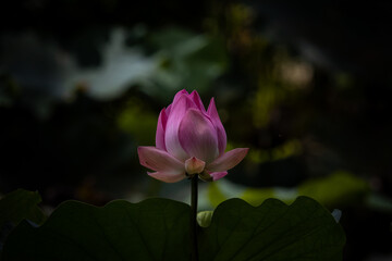 Wall Mural - Pink Lotus in the pond.