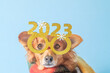 Leinwandbild Motiv Cute brown dog with glasses and scarf celebrating new year's eve