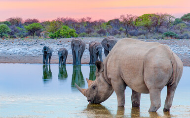rhino drinking water from a small lake - group of elephant family drinking water in lake at amazing 