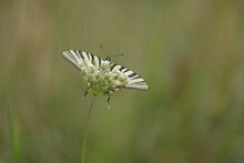 Scarce Swallowtail Butterfly Facing The Camera, Macro Close Up
